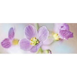 Дэк Модерн 2 Декор КВС16Modern2 25х45