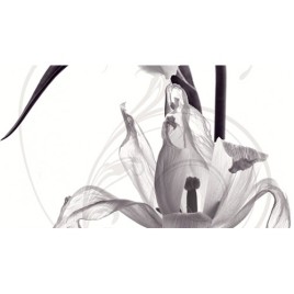 Дэк Пульсар Панно A КПН16PulsarA 25х45