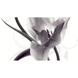 Дэк Пульсар Панно C КПН16PulsarC 25х45