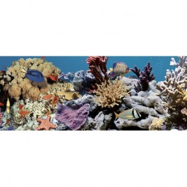 Ocean Reef 2 Декор 20x50