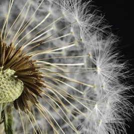 Тараксакум 3 Декор 10х10