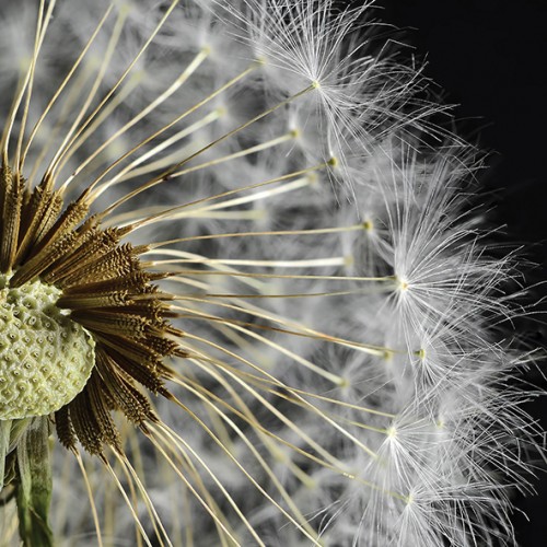 Тараксакум 3 Декор 10х10